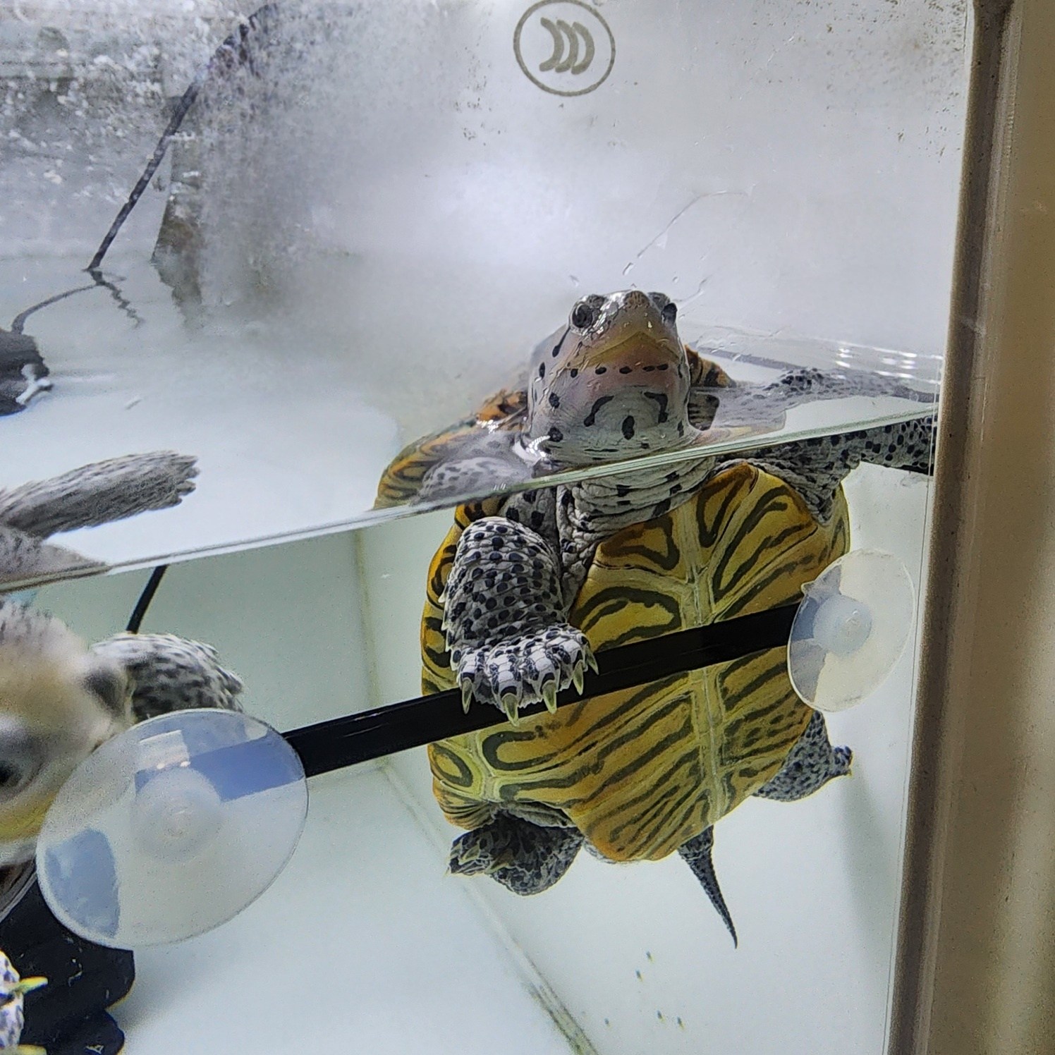 거북이 쉼쉬기 안전바 터틀홈 7,690원