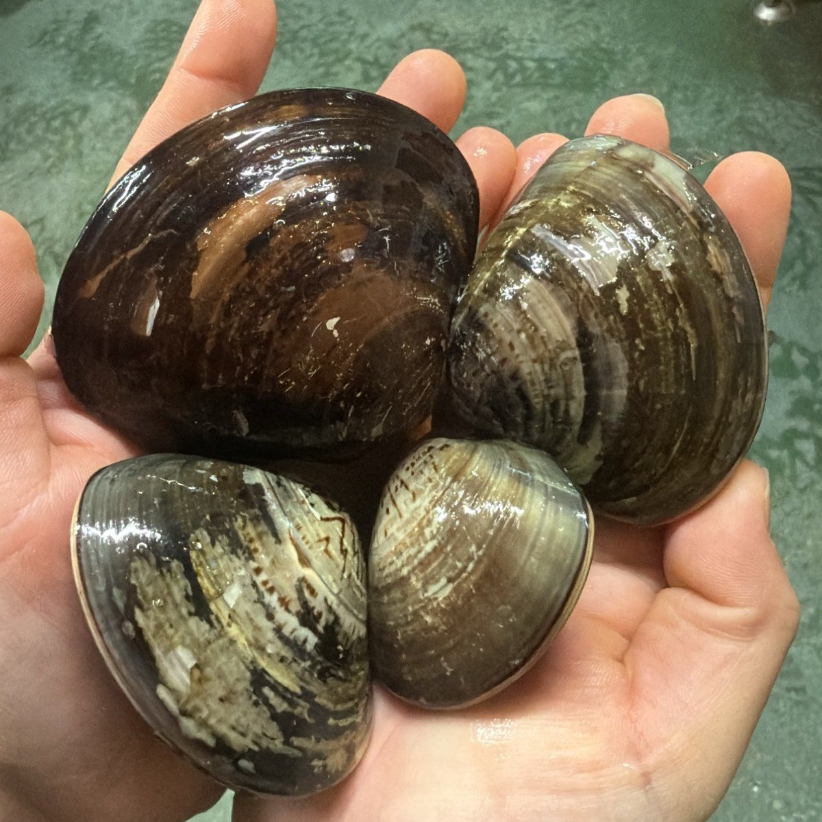 서해안 고창 백합조개 생합조개 15,000원