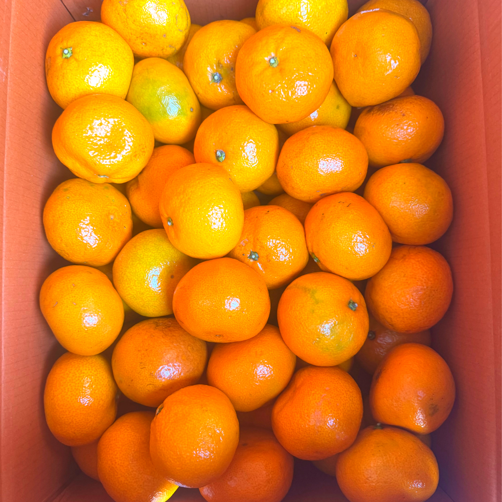 [타이벡농법] 12brix 고당도선별 제주 감귤 24,310원