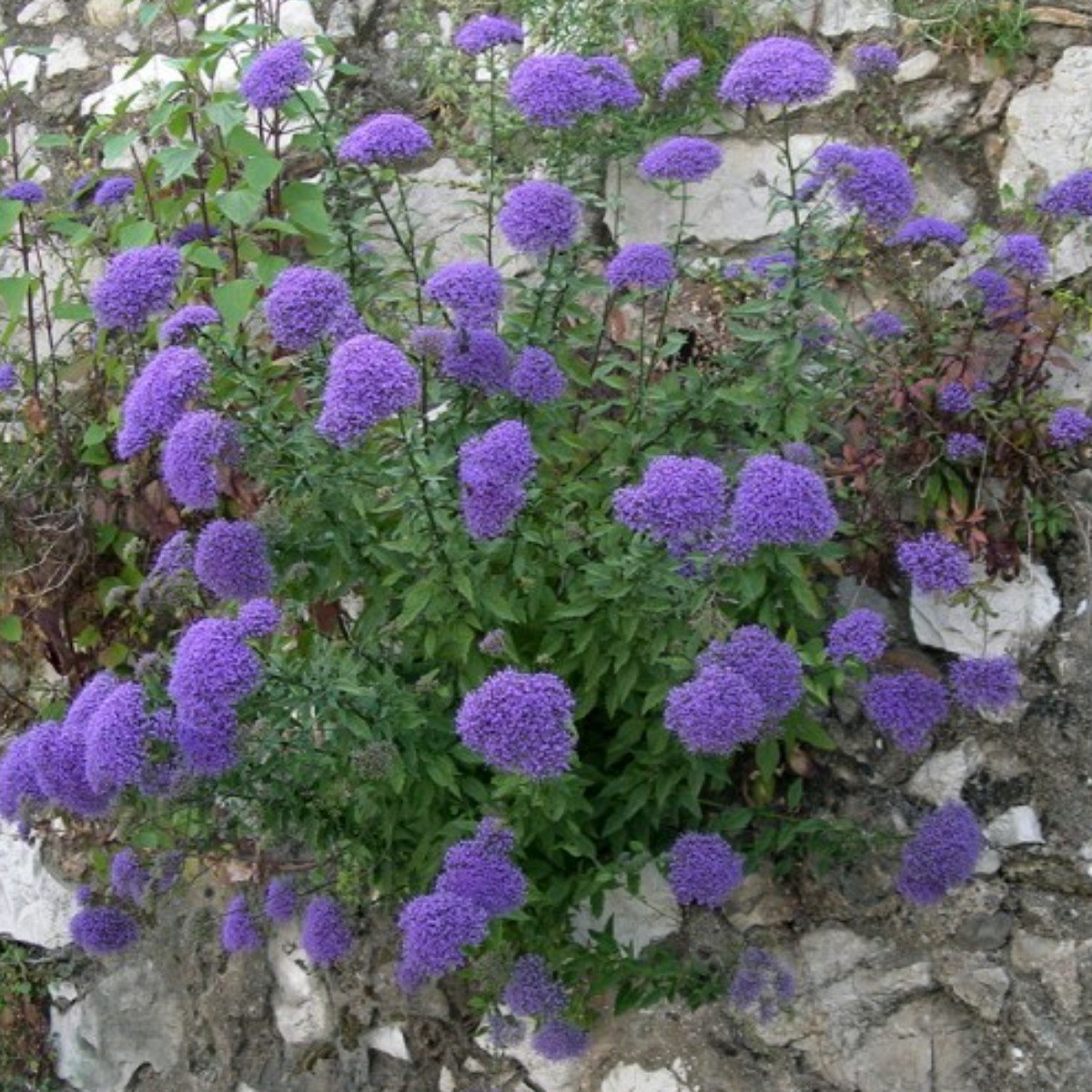 개화기간 석달 이상 오래가는 꽃 씨앗 60종 선택구매 (1/2), 1개 33,000원