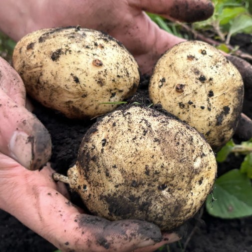 2025년 햇감자 수미 감자 2kg, 1개, 25년 햇감자 왕특품(160g 이상)/2kg 12,900원