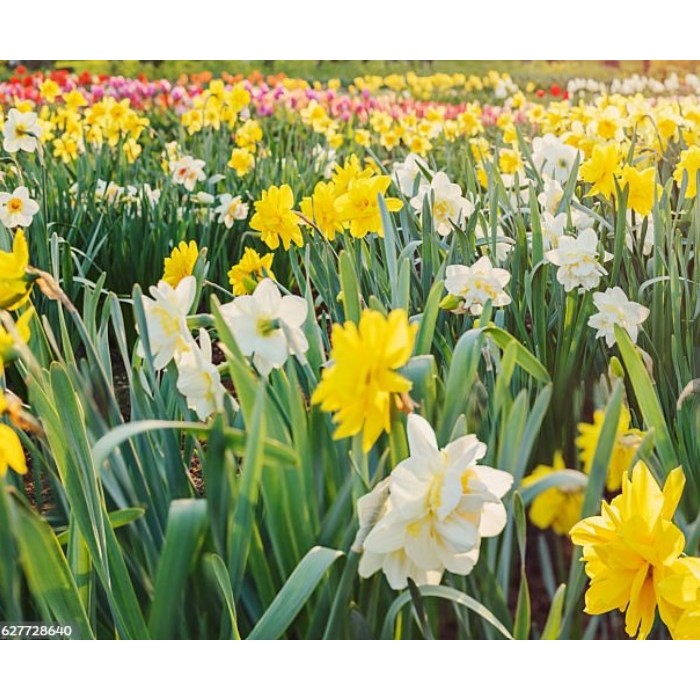 수선화 5개발송 구근 색상 다양하게 구근 꽃 노지월동 초화 가을 추식 씨앗 봄꽃 에이피플랜츠, 1개 16,900원