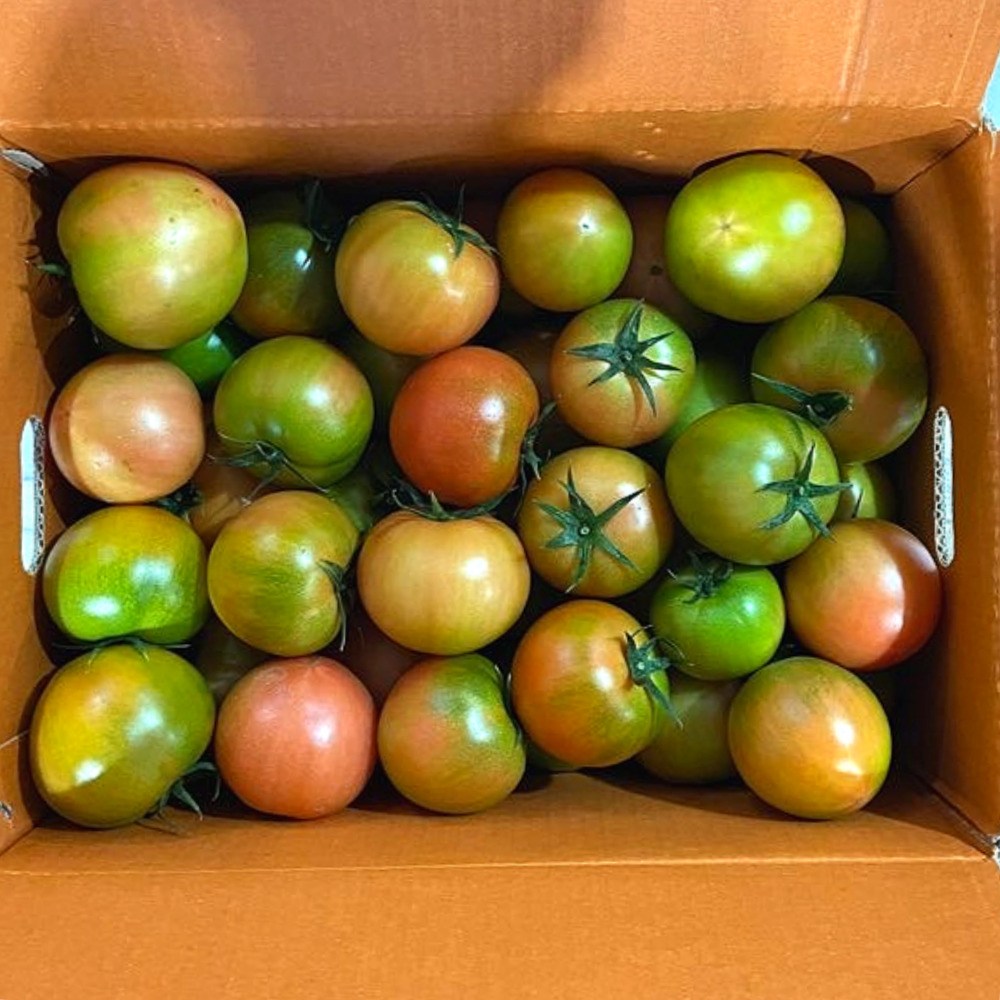 대저토마토 못난이토마토 산지직송 26,800원