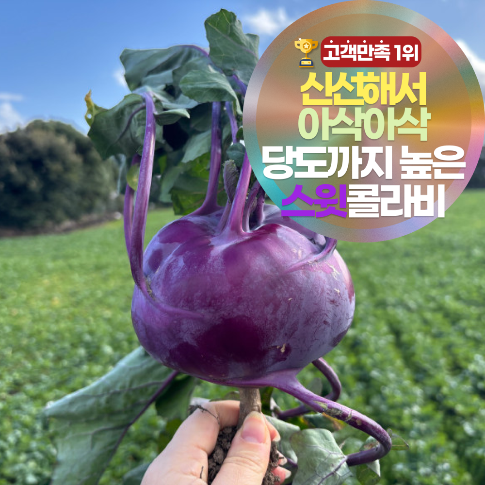[12브릭스] 삼시세끼연구소 달큰아삭 제주 햇 콜라비 특상품 농장 직송 보라 무우 33,900원