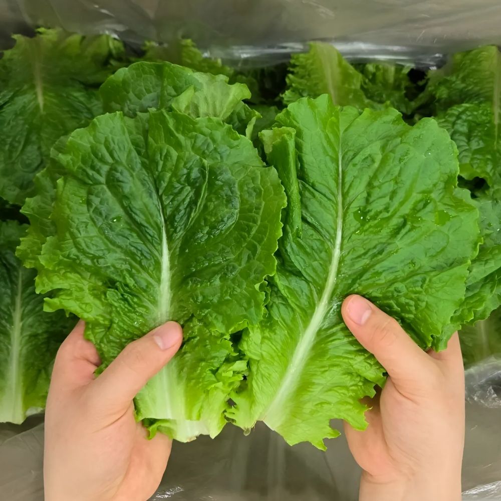 맛통령 국내산 아삭이 로메인 청상추 7,990원
