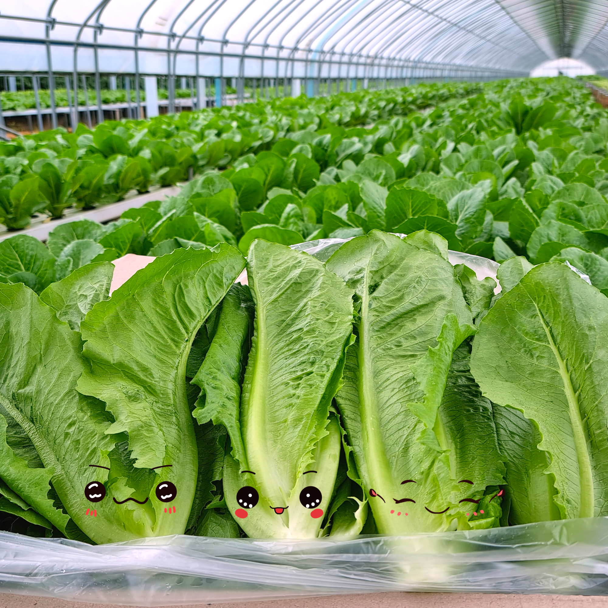 [바른농산]국내산 로메인 상추 통로메인 당일작업 13,600원