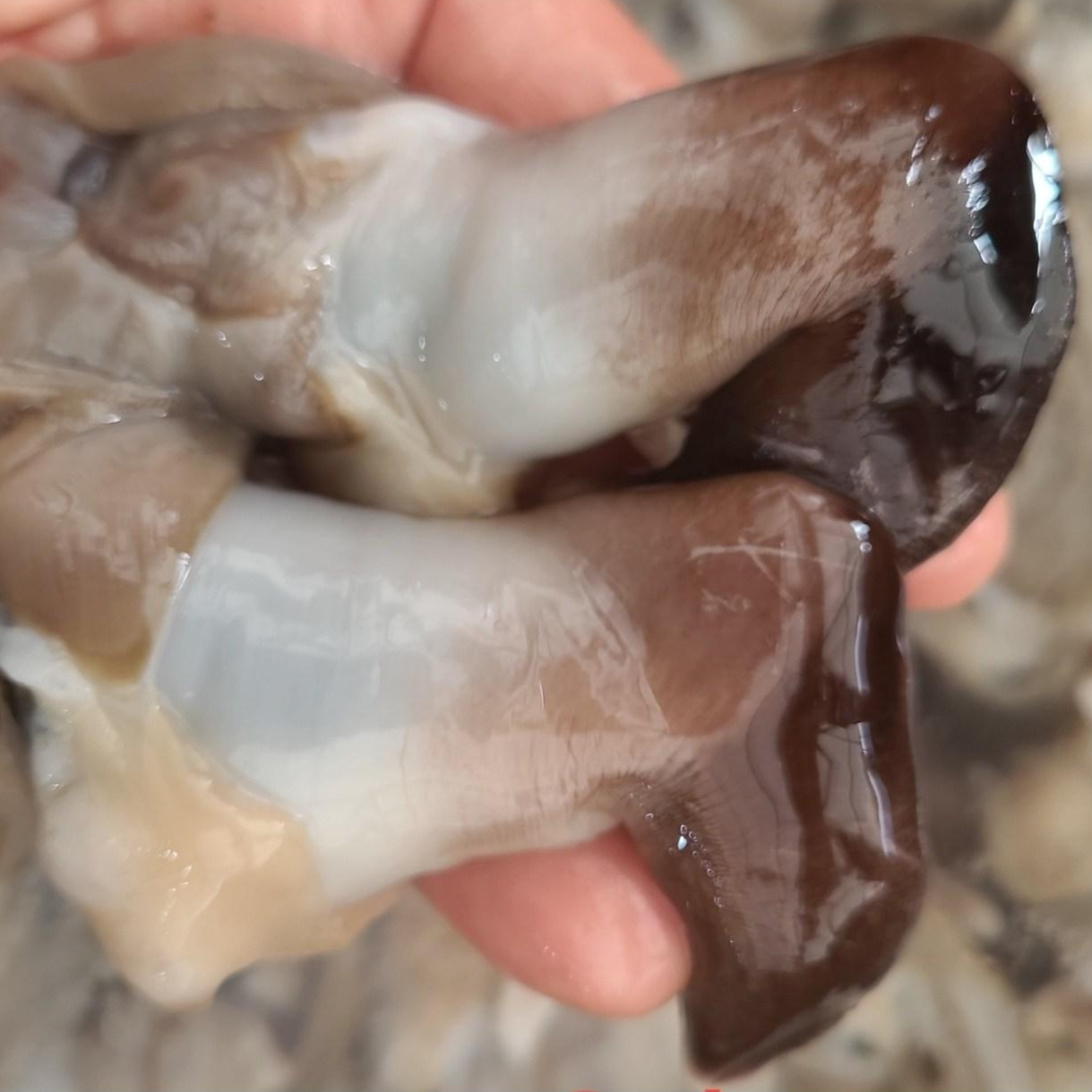 몽땅농수산 여수 자연산 손질 새조개 200g 1kg 1킬로 국산 샤브샤브용 횟감 71,900원