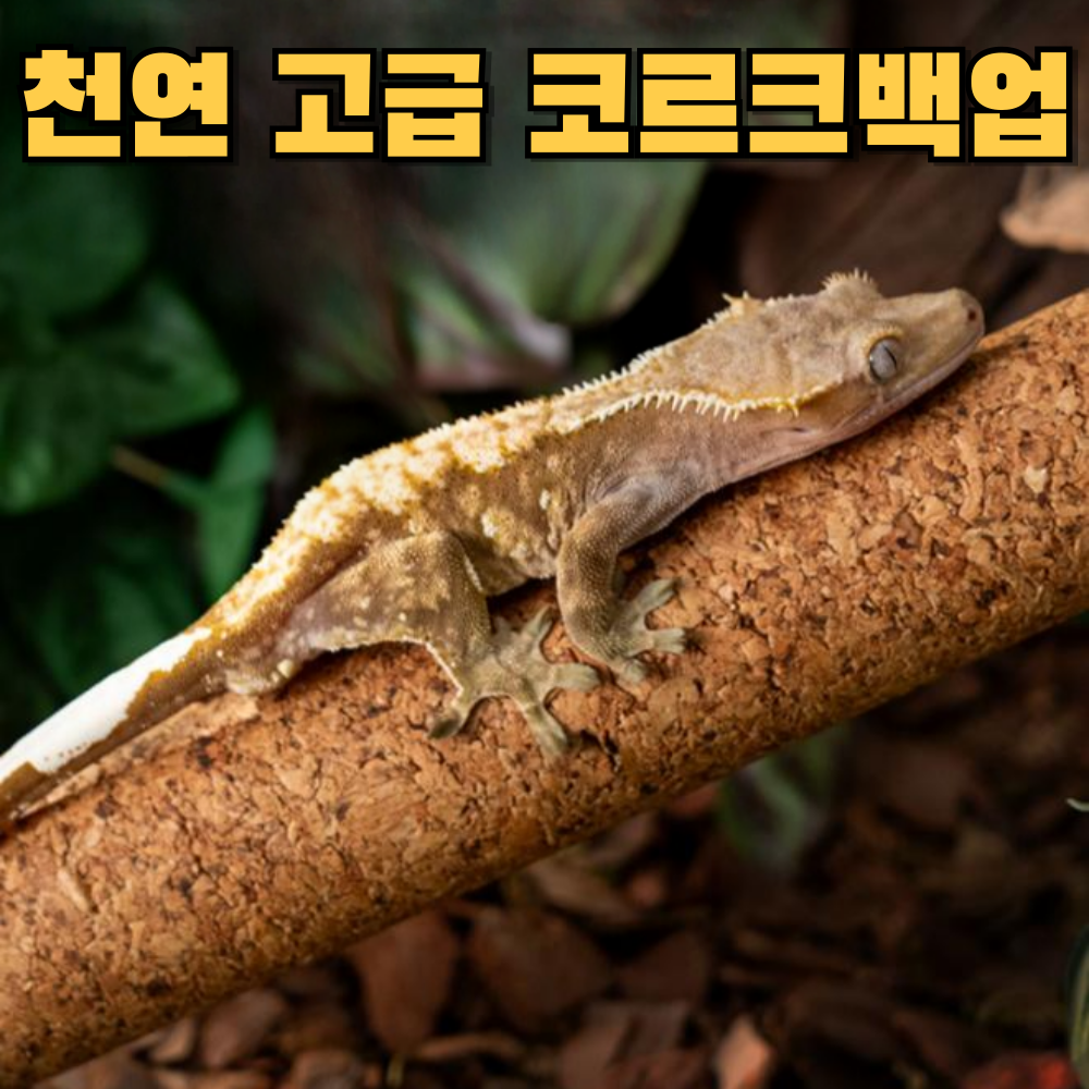 아스티렙 천연 코르크 크레스티드 게코 파충류 백업 5,900원