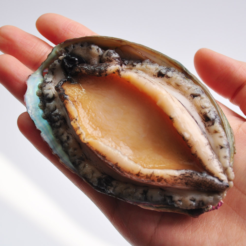 완도직송 싱싱한 활전복 1kg / 크기별 선택가능 39,990원