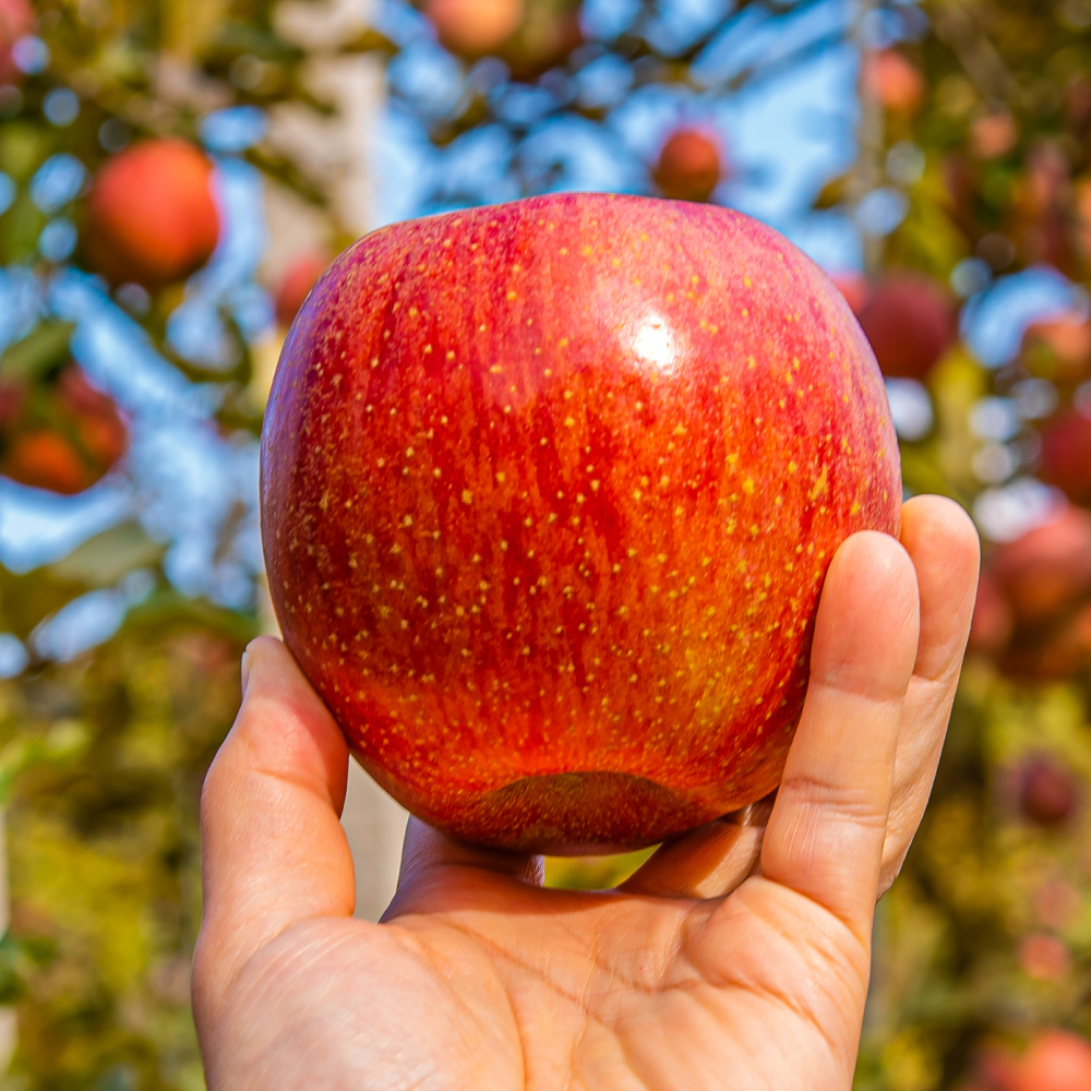 [한정수량] 초특가 당도선별 부사 사과 28,900원