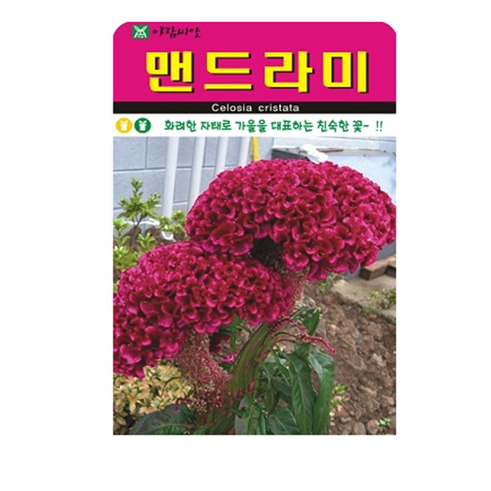 SN월드 씨앗 고급꽃씨 꽃씨앗 모음전 (봉선화,채송화,해바라기,코스모스), 고급 - 맨드라미(1000립) 1,990원