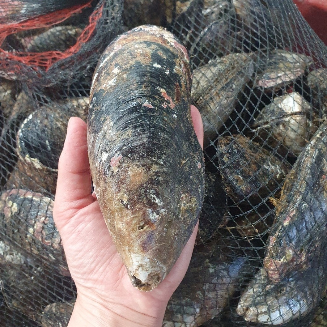 제철밥상 제주도 재취 홍합 자연산 섭 19,900원