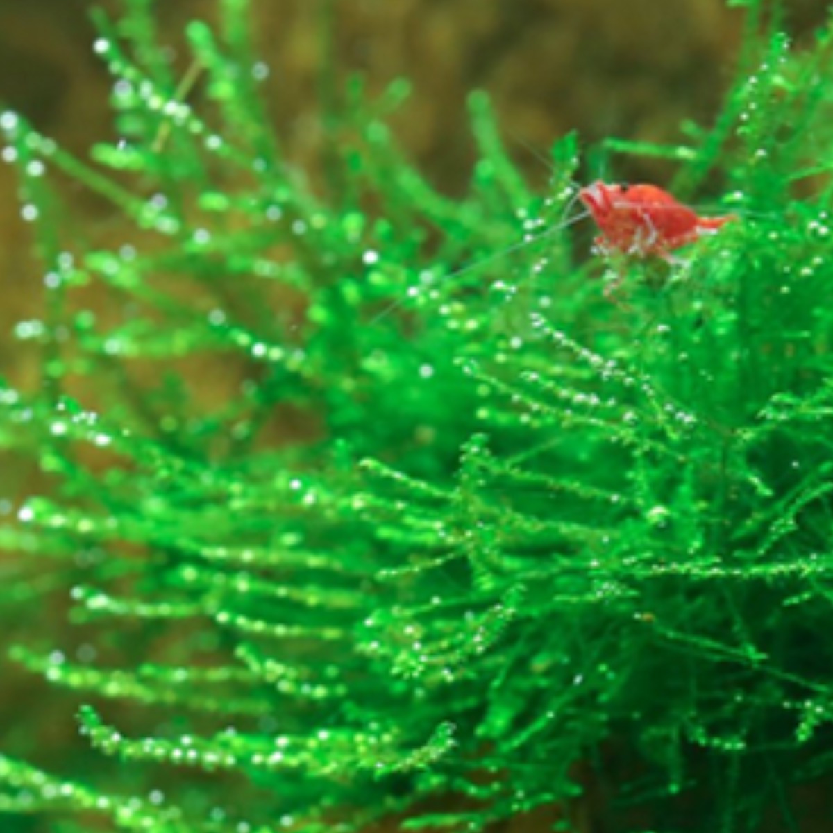 키우기 쉬운 어항 모스 음성수초 초보 구피 새우 은신처 놀이터 장식품, 1개 6,900원