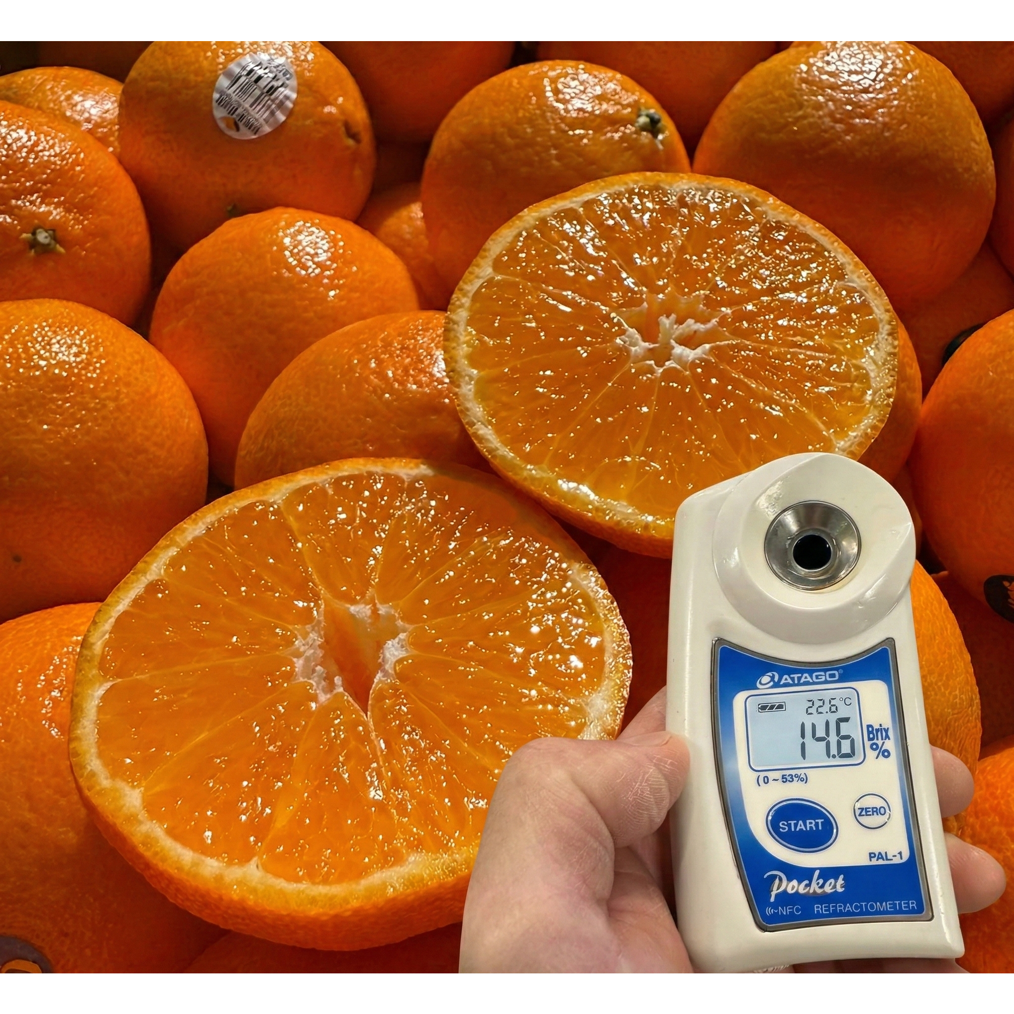 [2주한정]당도폭발 과즙넘치는 꿀brix 미국산귤 만다린 9,800원