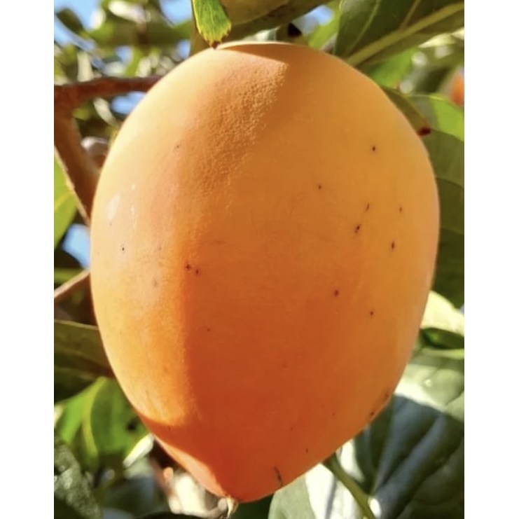 일심묘목농원 감나무 대봉 3년생 결실주 분묘 29,000원