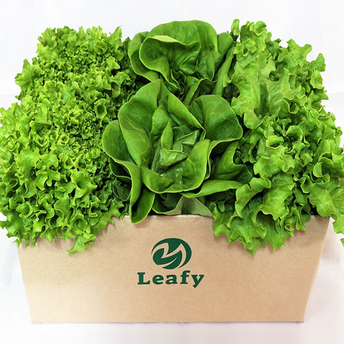 당일수확 산지직송 유럽 상추 3종~8종 무농약 프리미엄 샐러드용 채소 / 리피 7,840원