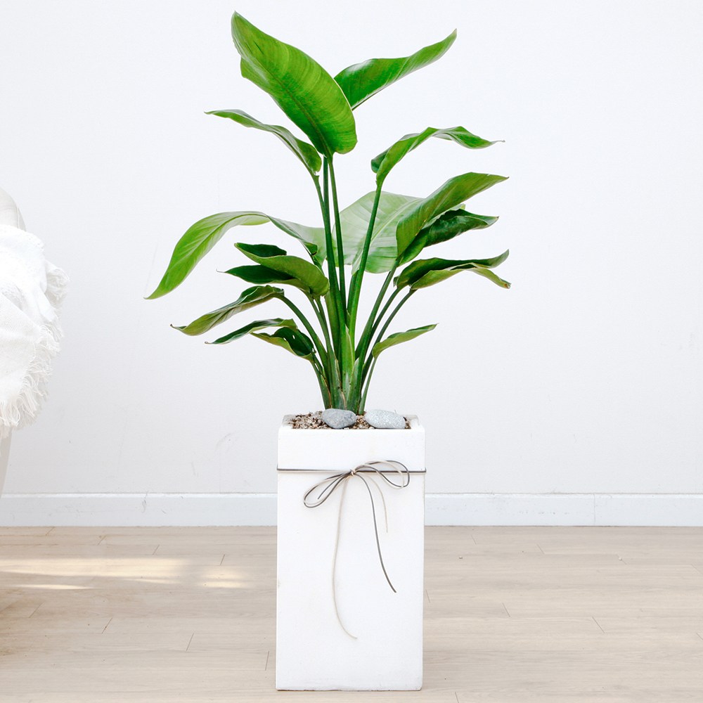 드셀플라워 금전수 돈나무 개업 화분 집들이 선물 승진 사무실 이전 병원 개원 식당 개업식 축하 화분 배달 당일배송 흰색사각 시멘트 85,000원