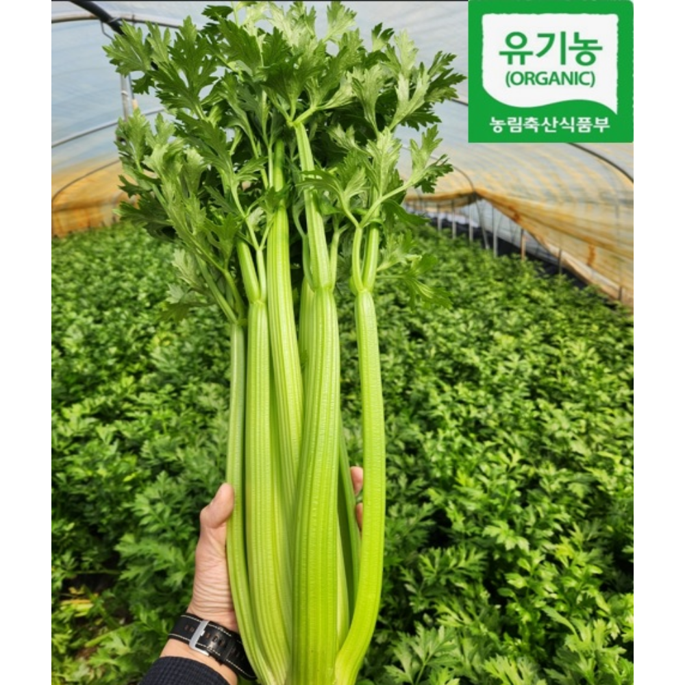 유기농 국내산 샐러리 당일배송 최상급 2kg 3kg 5kg 10kg, 1개, 샐러리 3kg 23,900원