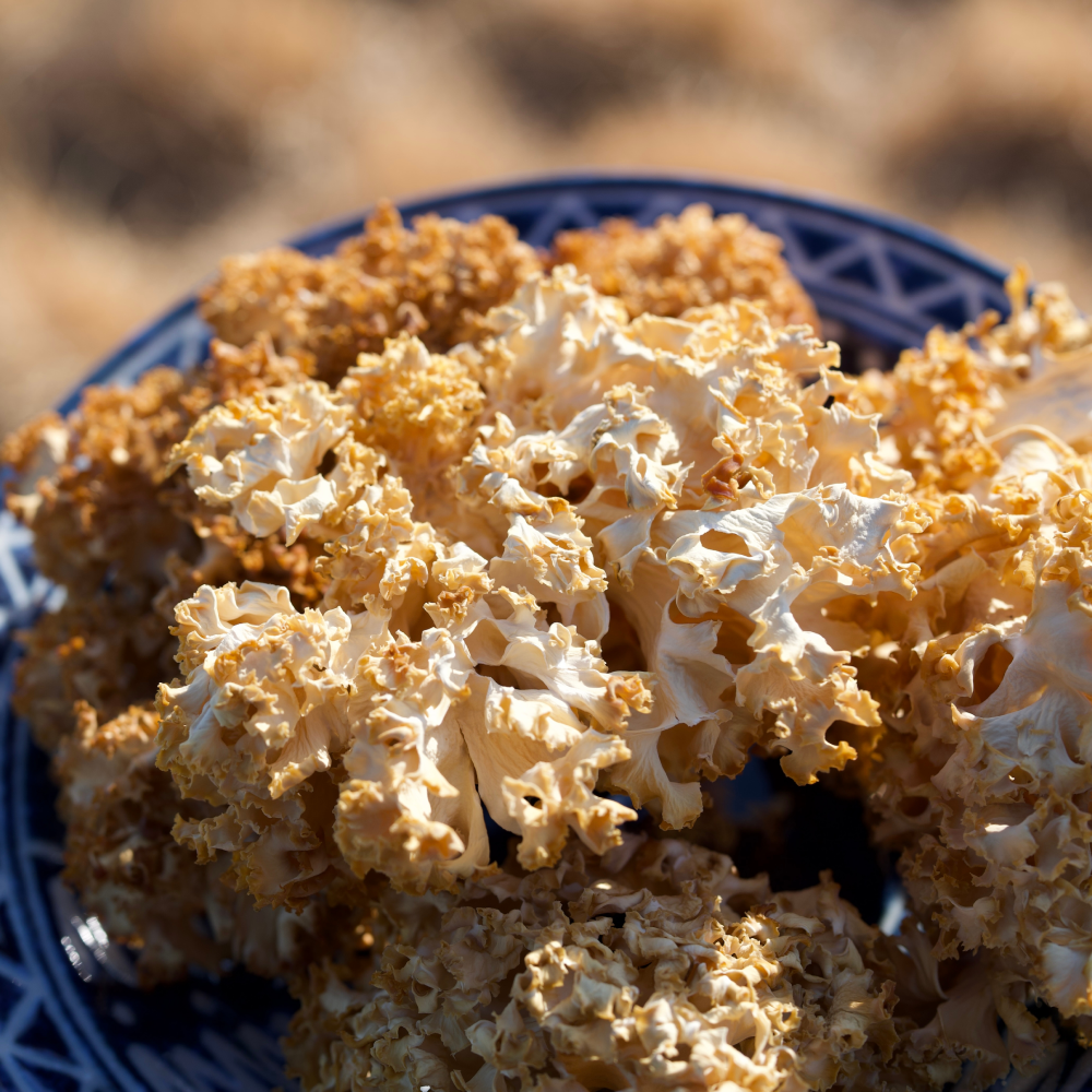 건조 꽃송이버섯 100g 유기농인증 무농약 신선농장 68,990원