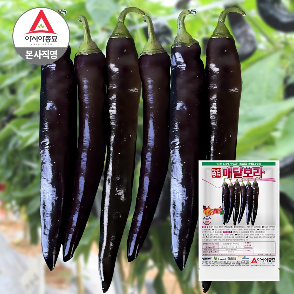 아시아종묘 고추 씨앗 종자 매달보라 10립 6,000원