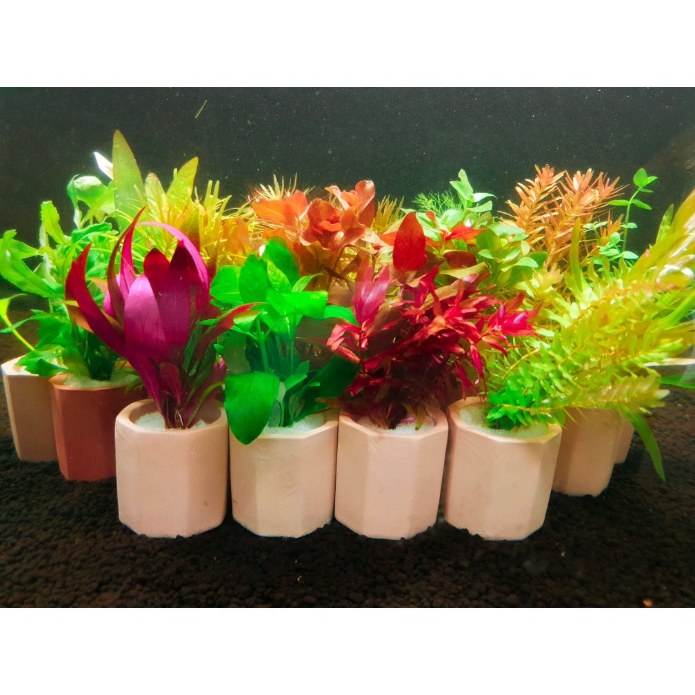 [수초킹] 키우기 쉬운 포트수초 랜덤 구피 새우 어항 꾸미기 11,980원