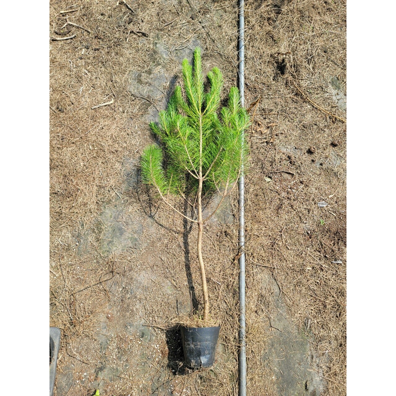 적송 소나무 6년생 1m  포트개별 묘 15,000원