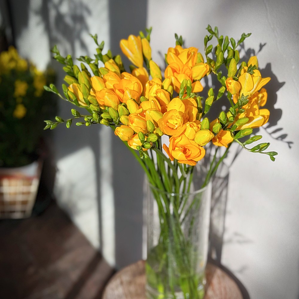 러브액츄얼리 봄향기 프리지아 새로운 시작 후리지아 생화, 1개, 프리지아20줄기 18,900원