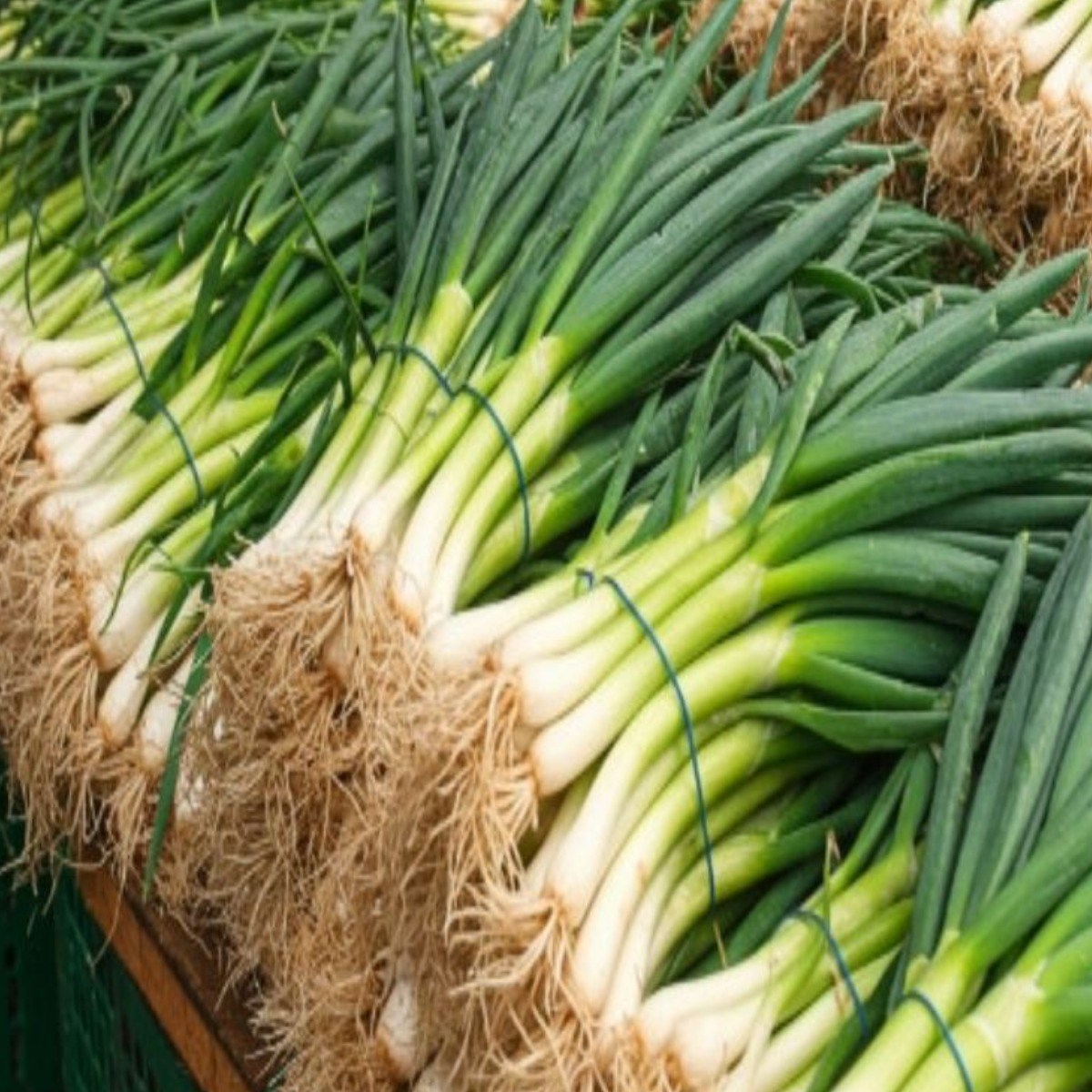 국내산 손질 대파 1단 (2k 내외) 4,900원