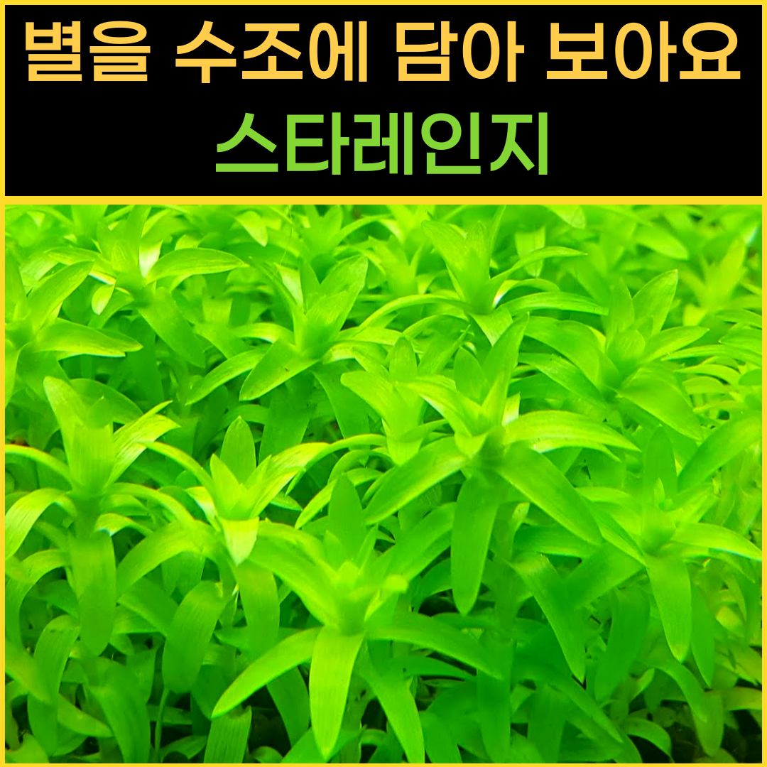 [물풀정원] 별은 품은 스타레인지(7줄기) 달팽이없는 깨끗한 수초키우기 구피 베타 물고기 새우 은신처 10,000원