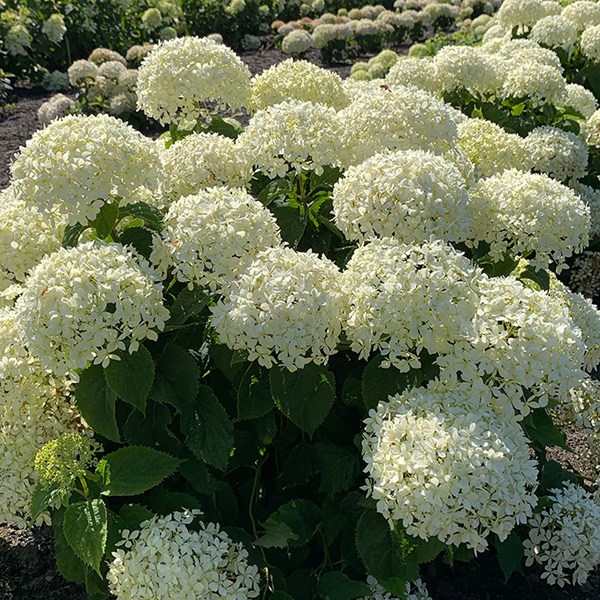 미국 목수국 아나벨 수국 묘목 PW C3포트묘 (개화주) 꽃나무 화단 정원수 40,000원