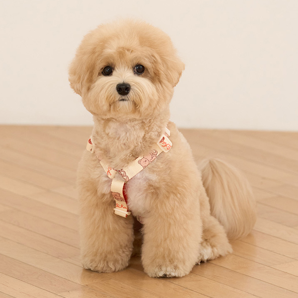 리카리카 강아지 하네스 커들리 토이 H자형 하네스, 1개, 베어 34,450원