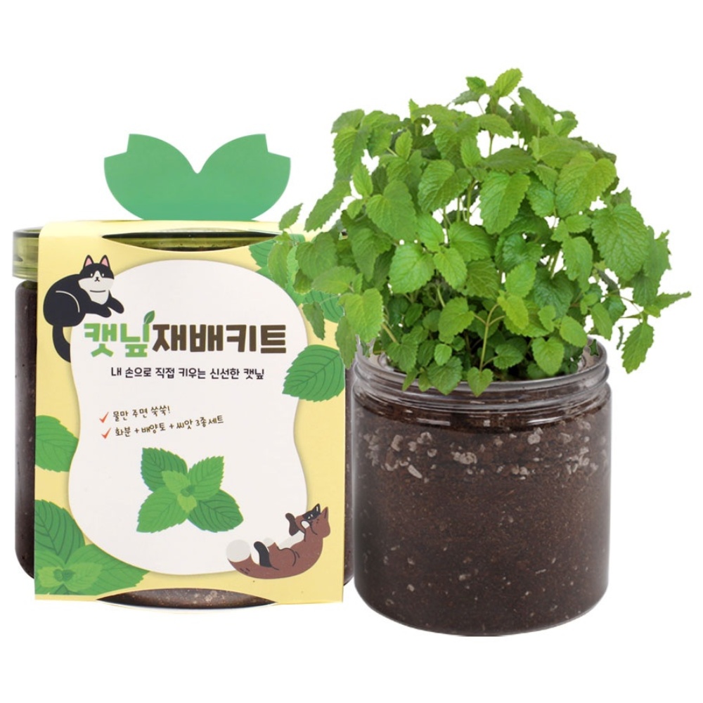 멍냥이랑 신선한 캣닢 화분 재배 키트, 1개 7,900원