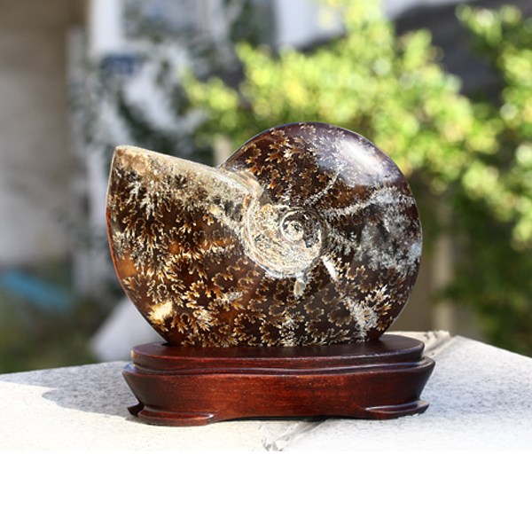 힐링젬 암모나이트 화석 천연원석 행운석 관상석 24P-1347 535,000원