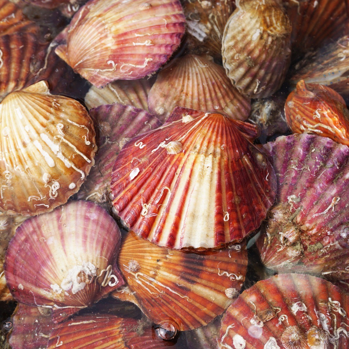 바다별수산 손세척 통영 제철 생산자직판 비단 홍 가리비 12,350원