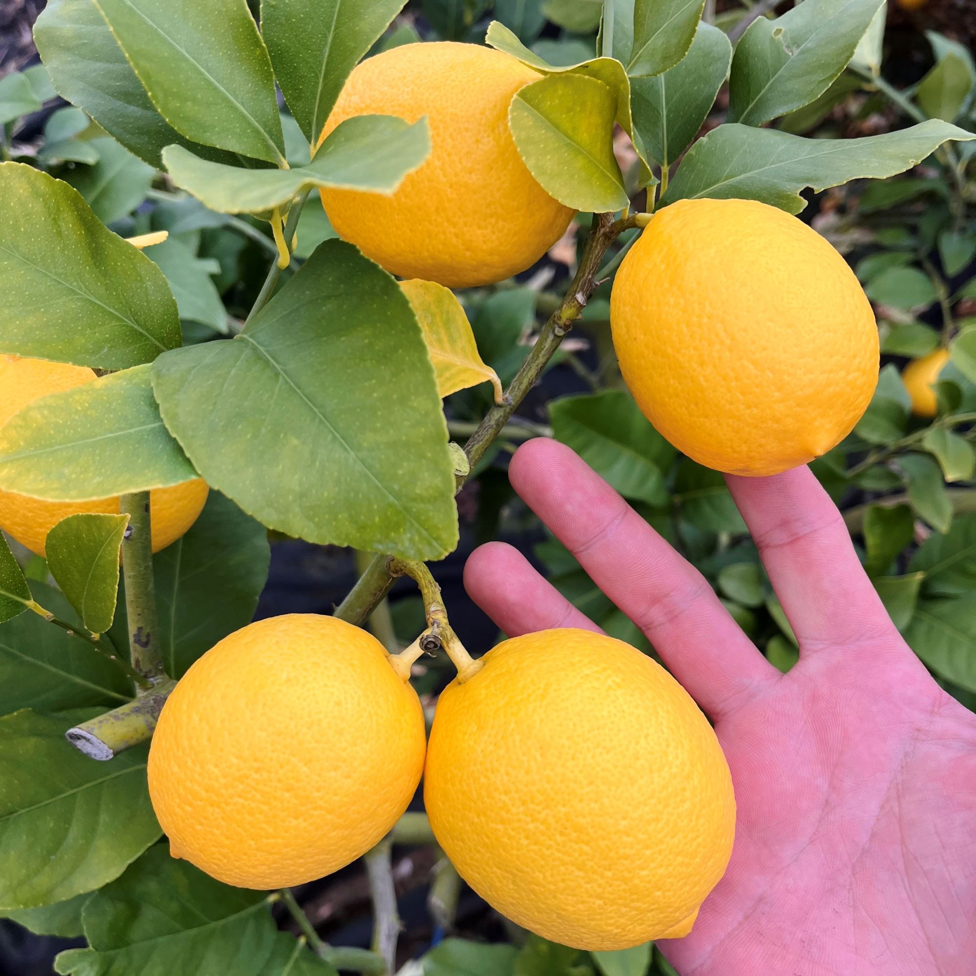 [우수농산물] 청정 제주 국내산 청 레몬, 1박스, 상품 4.5kg(혼합) 49,640원