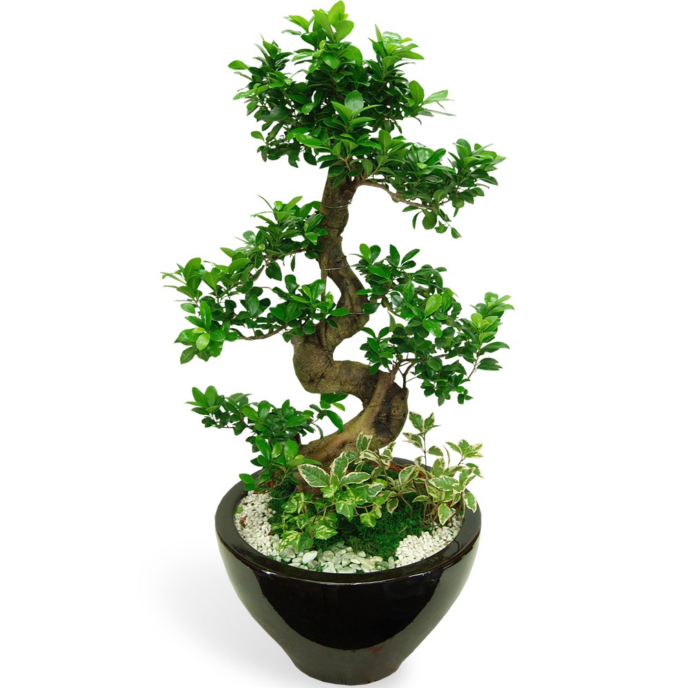 대형화분 개업화분 행운목 금전수 황금죽 축하화분 전국당일꽃배달, 1개, A-15 가지마루분재 98,000원