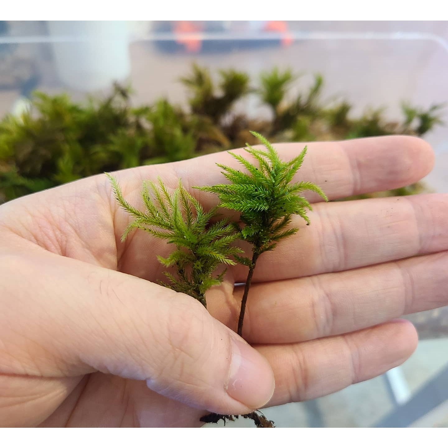 나무이끼 5촉 ( 비바리움 테라리움 이끼 이끼키우기 ), 1개 4,000원