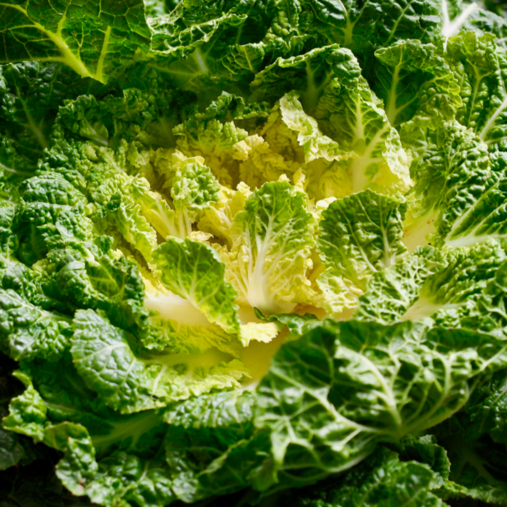 [산지직송] 최저가보장 아삭아삭 국내산 봄동 9,900원