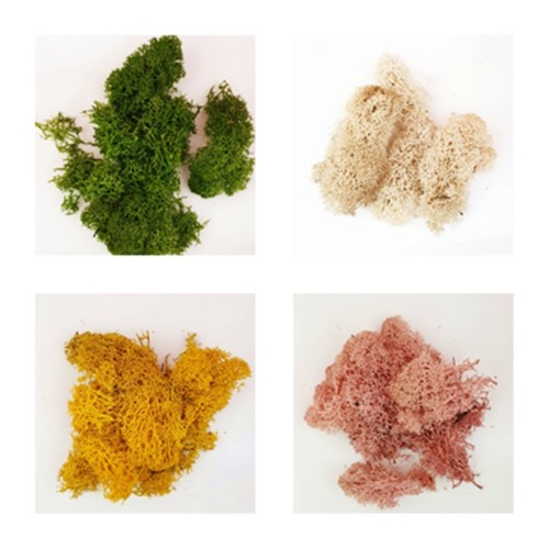 프리저브드 스칸디아모스 천연이끼 식물/ 천연가습기 (색상선택) 3,080원