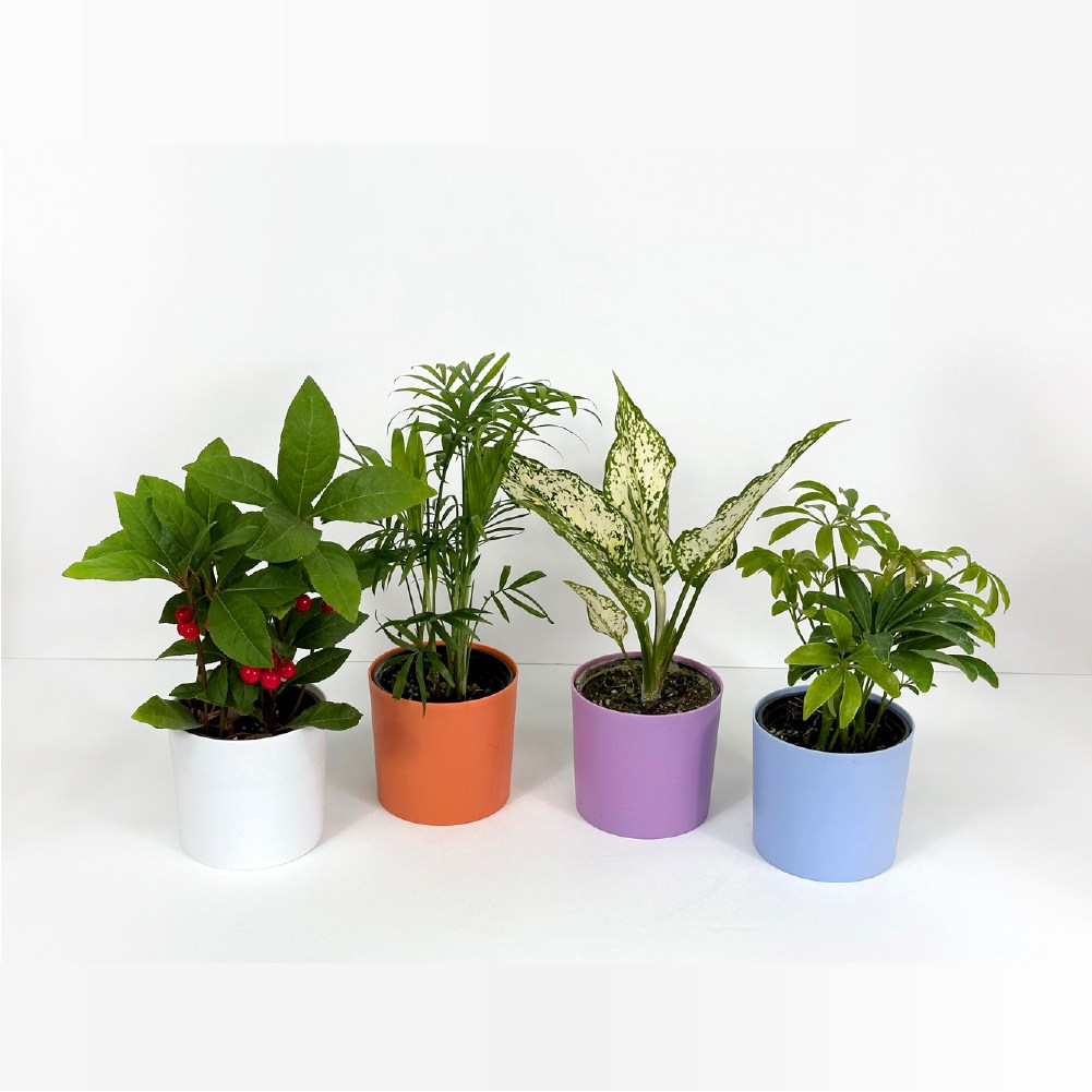 감동샵 공기정화식물 4종 (테이블야자, 홍콩야자, 천냥금, 사파이어) + 컬러포트 4개 (화이트, 오렌지, 라벤더, 스카이) 21,400원