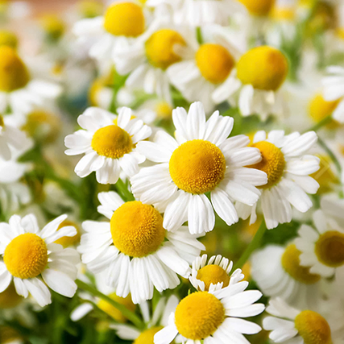 캐모마일 Chamomile 4종 씨앗 1000립 대포장 선택 23,750원