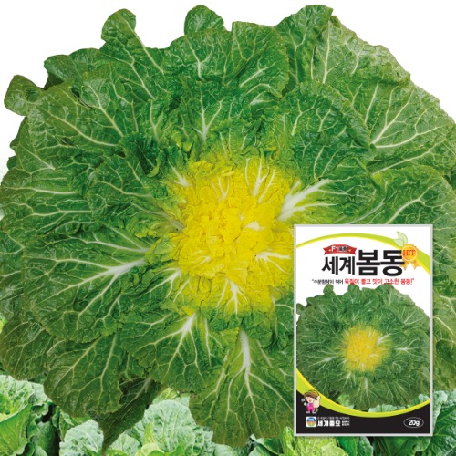 세계봄동배추 600g / 배추씨앗 배추종자 40,000원