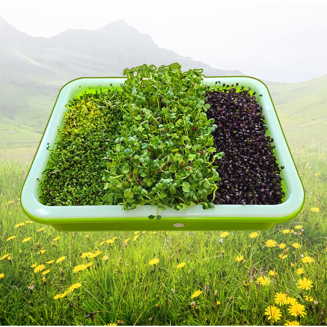 새싹재배기 새싹보리키우기 수경재배기, 1개 8,000원