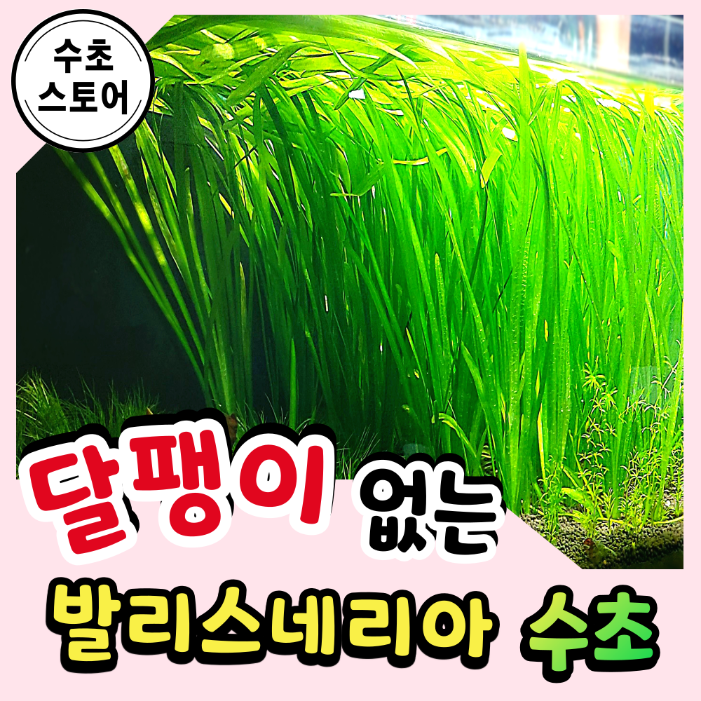 [수초스토어] 검역 발리스네리아 2뿌리 (잎 길이 20cm이상) / 구피 새우 어항 수초 쉬운 예쁜 은신처 중경 후경 초보 풍성한 쉬운 은신처 흑사 붉은 무이탄 치어 베타 열대어 13,900원