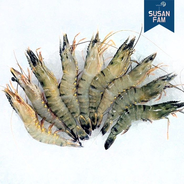 블랙타이거 새우 500g(다양한사이즈) 홍다리얼룩새우 냉동 14,900원