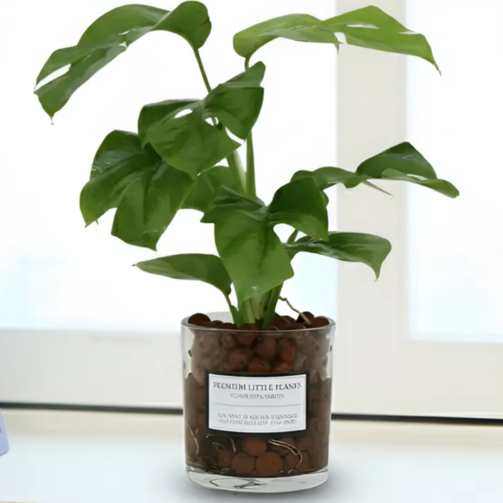 피오그린 천연 가습기 원통유리 하이드로볼 수경세트 공기정화식물 거실인테리어, 26 히메몬스테라, 1개 17,900원