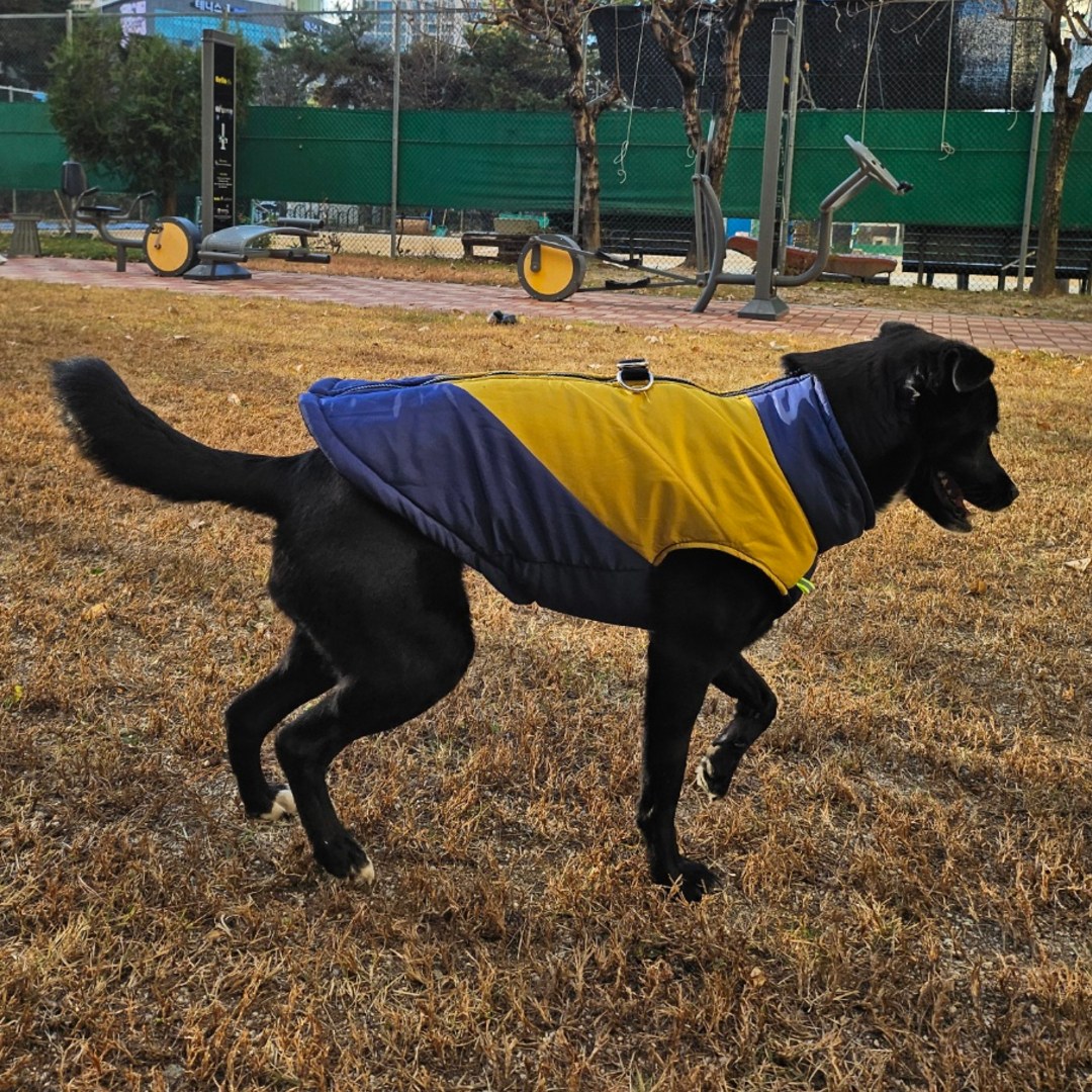 MAAH 강아지 중대형견 레브라도 하네스 패딩 조끼, 네이비, 1개 18,650원