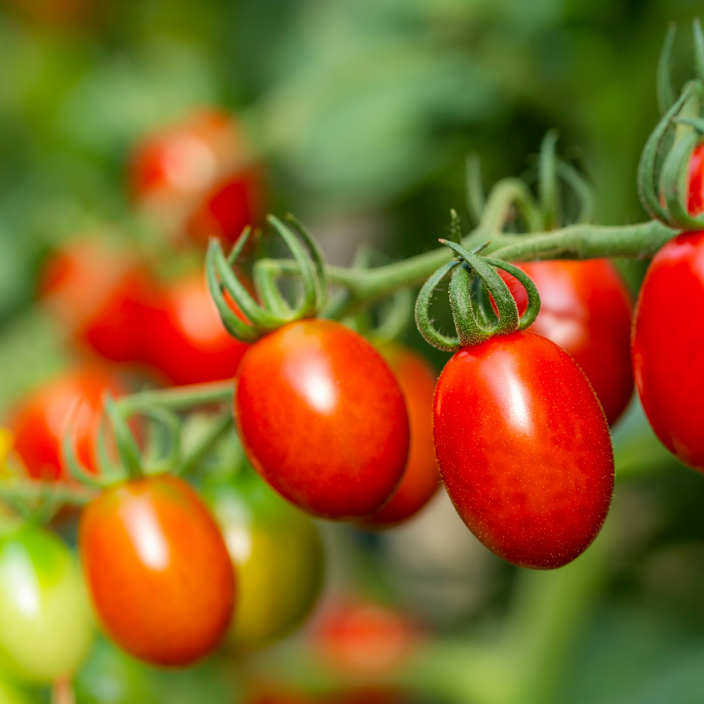 산지직송 스테비아 방울토마토 | 산아래 마켓 |, 1박스, 4kg(500g8개) 57,000원