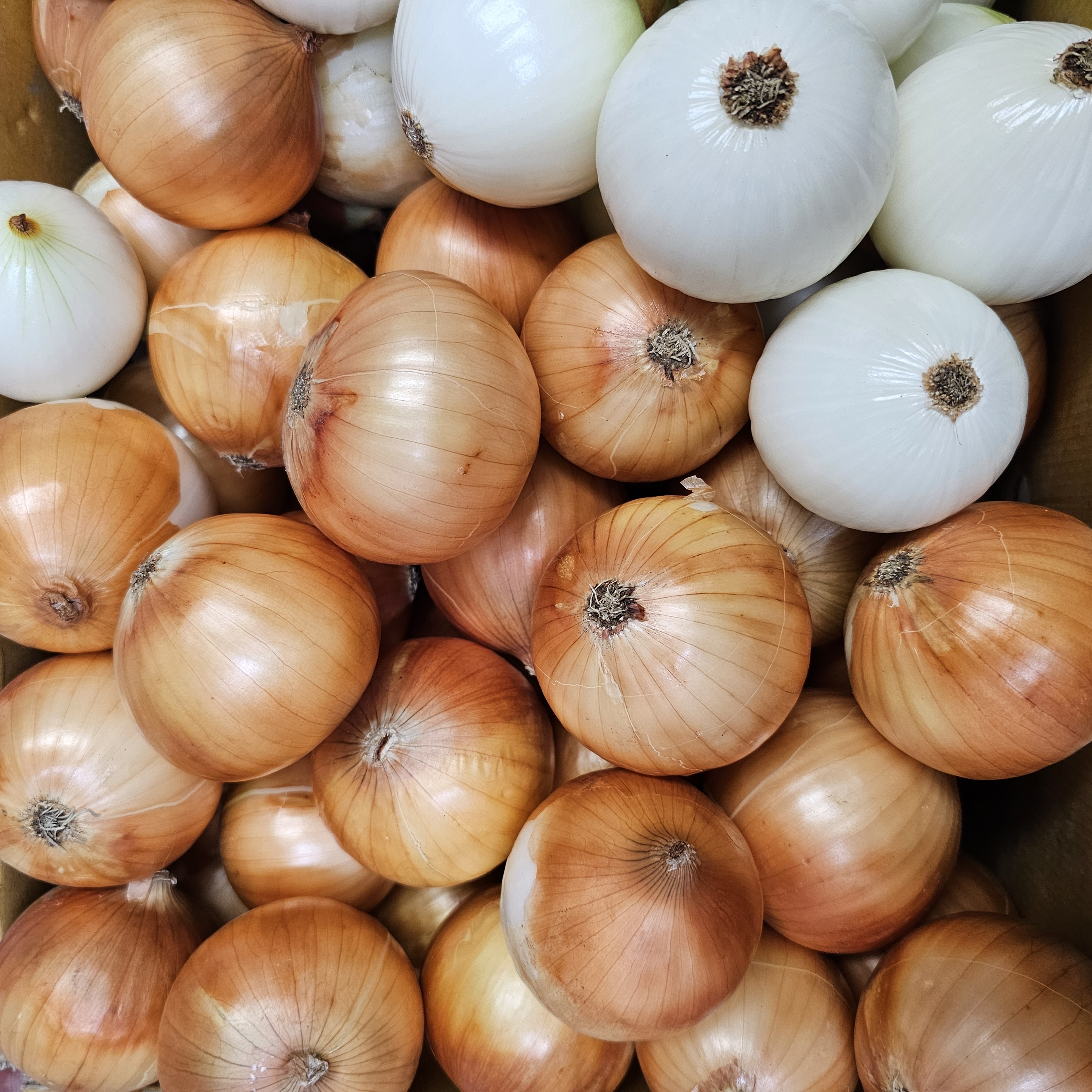 [당일발송] 참좋은농수산 속이꽉찬 국내산 햇 양파 27,600원