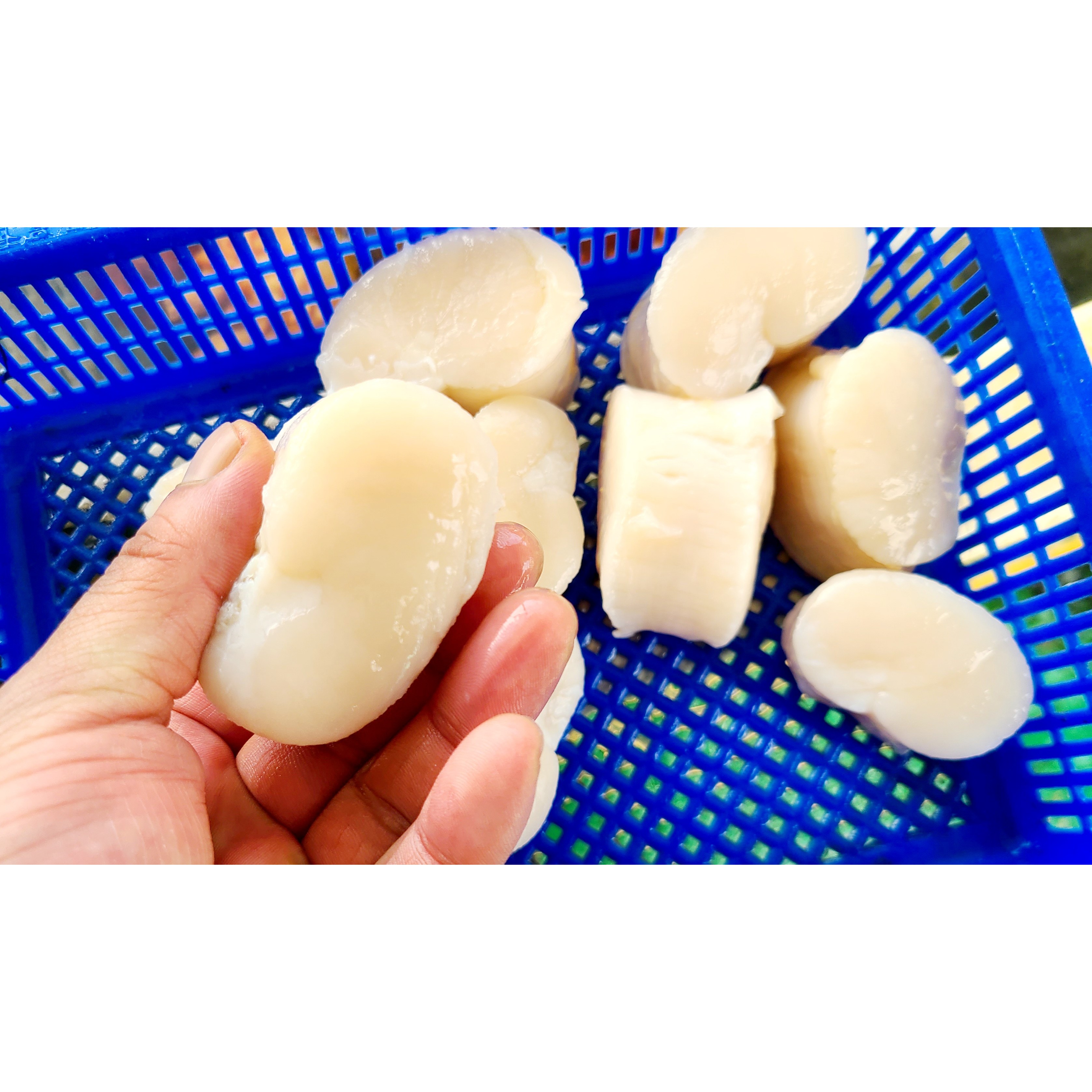 [국내산] 쫀득한 식감과 단맛이 살아있는 키조개관자 집에서 즐기는 고급 해산물 키조개관자 두툼한 살결이 매력적인 키조개관자 75,390원